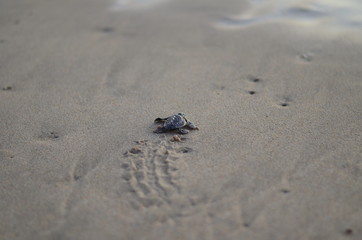 Baby Sea Turtle