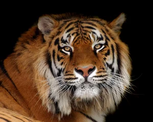 Stickers pour porte Tigre tigre