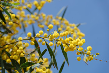 Flowers of mimosa