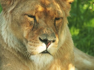 Majestatyczna głowa lwa