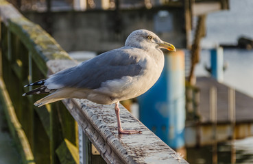 Naklejka premium Silbermöwe in Sellin auf Rügen