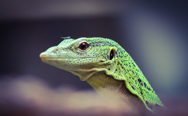 Fototapeta premium green lizard 3
