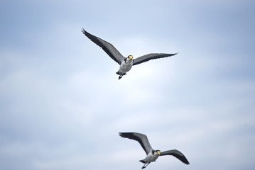 Yellow masked lapwings in flight