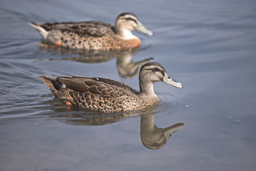 ducks on water