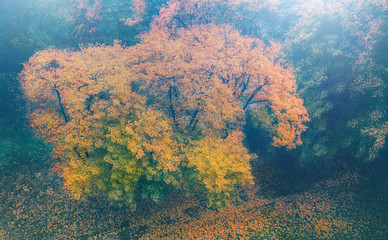 Fototapeta na wymiar Yellowed maple tree shedding leaves