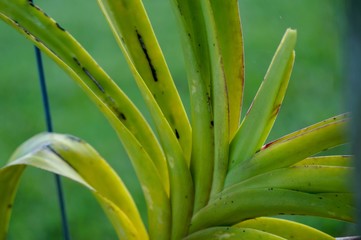 Obraz premium orchid leaf