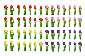 Realistic set tulips vector. Spring flower card background template. Woman wedding floral poster. Bouquet design isolated white. Lady holiday girl frame. Pink, red, blue, lilac, yellow tulip.