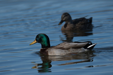 Obraz premium Ducks on a pond