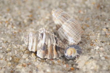 Dois buzios e um caracol e areia da praia