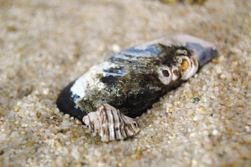 Mexilhão com buzio castanho