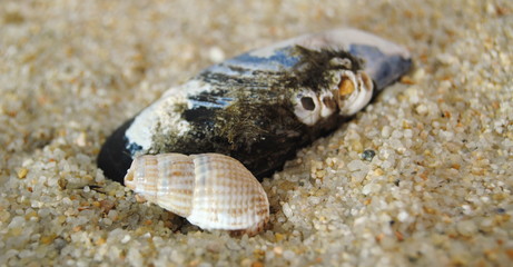 Metade de um mexilão com buzio na areia da praia