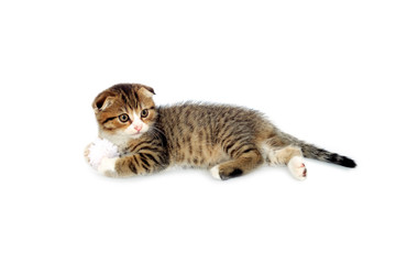 Scottish fold marble kitten isolated on white background