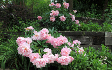Pink peonies on the flower bed