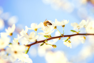 Honey bee flying on Cherry Blossom in spring with Soft focus, Sakura season