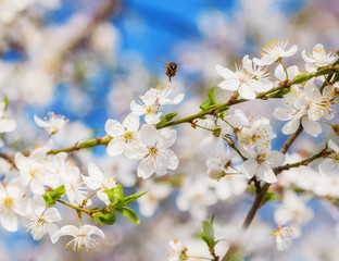 Obraz premium Honey bee flying to the White blooming flowers