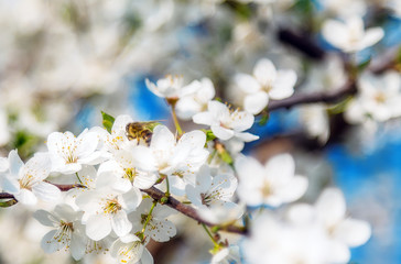 White cherry flowers on a blue sky, Honey bee flying - Spring abstract scenes.