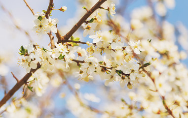 Honey bee flying to the White blooming flowers