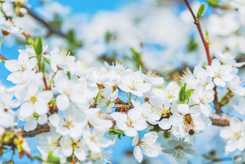 Fototapeta na wymiar White cherry blossoms flowers branch Spring abstract, Honey bee flying.