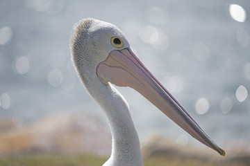 Australian Pelican closeup