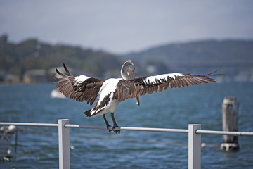 Australian Pelican 