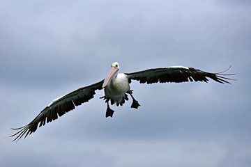 Australian Pelican in flight