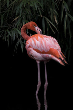 Flamingo © photodom_ver
