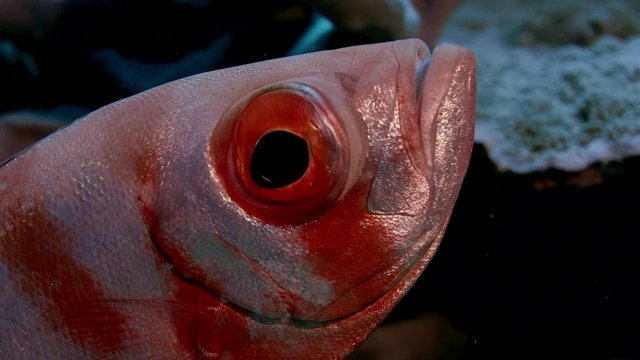 Crescent-tail bigeye (Priacanthus hamrur) portrait head, eye and fin, showing one large eye, WAKATOBI, Indonesia, slow motion