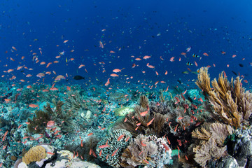 Fototapeta na wymiar Vibrant Reef Fish and Corals in Alor, Indonesia