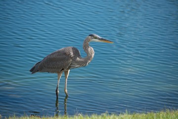 Elegance on the water