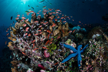 Fototapeta na wymiar Vibrant Coral Reef in Alor, Indonesia