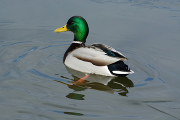 Mallard duck drake swimming in icy water in winter lake