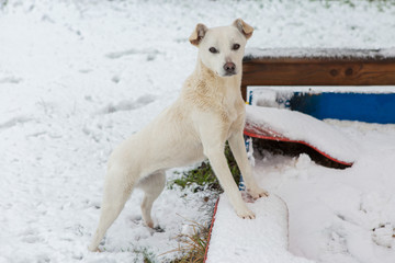 White dog playing on the snow, funny doggy, winter fairy tale