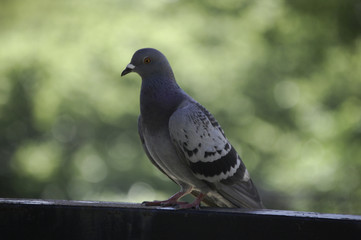 Pigeon