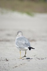 A birds backside 
