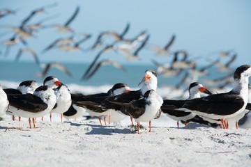 Cocoa Beach Take Off