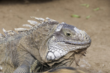 Lizard