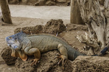 Lizard