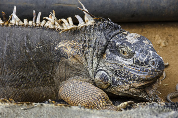 Obraz premium Lizard