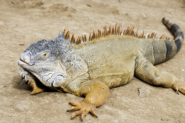 Lizard