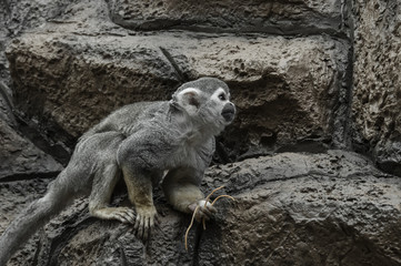 animal