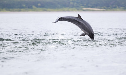 Fototapeta premium wild bottlenose dolphin tursiops truncatus