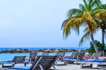Beach chairs and palm tree by the sea