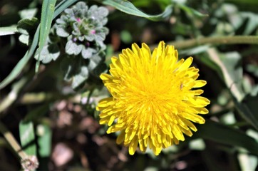 Dandelion Closeup