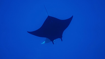 Black Manta in contrast with another Manta below, diving in Socorro, Mexico