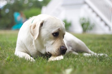 sad Labrador puppy