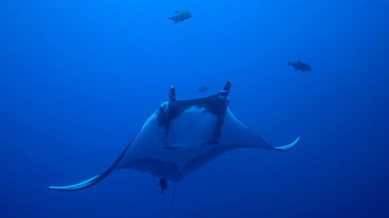Fototapeta premium Giant Oceanic Manta Ray, diving in Socorro, Mexico. Revillagigedo Archipelago, often called by its largest island Socorro is a UNESCO world heritage site due to its unique ecosystem.