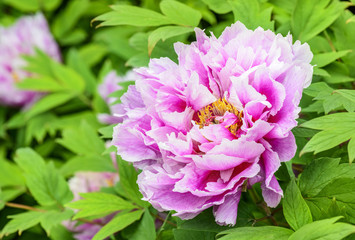 Obraz premium Pink peony