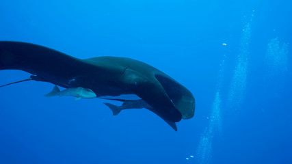 lack Manta in Revillagigedo Archipelago, often called by its largest island Socorro is a UNESCO world heritage site due to its unique ecosystem.
