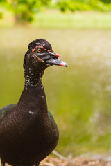 Animales en el parque