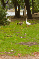 Obraz premium Animales en el parque